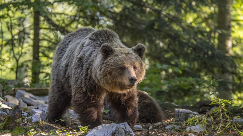 Eurasian brown bear (Ursus_arctos_arctos)_female
