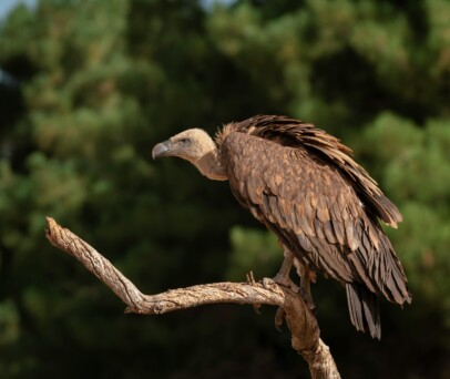 Vulture
