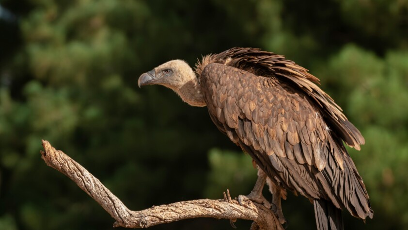 Vulture