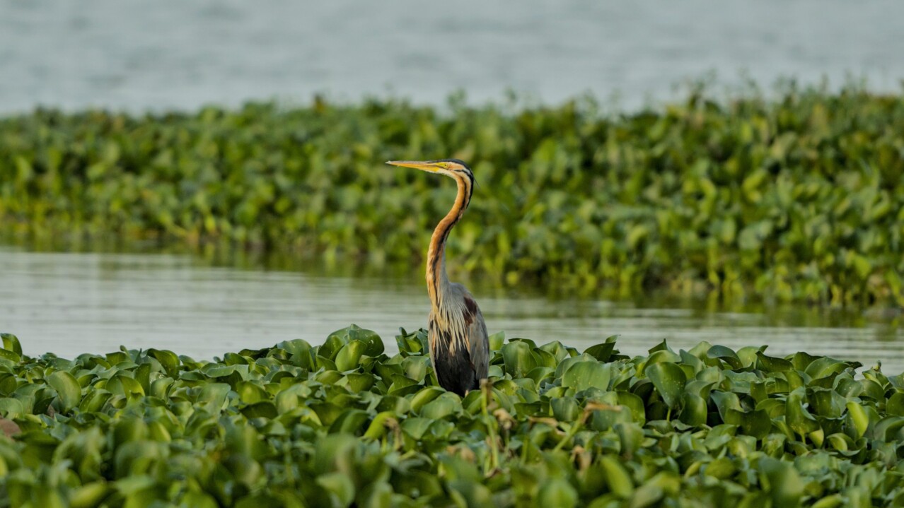 Marsh and Peatlands
