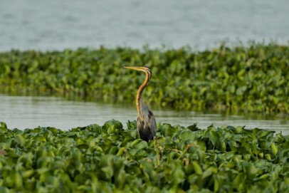 Marsh and Peatlands